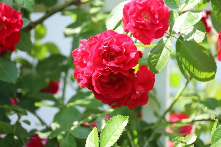 Автобус| Шёпот маковых полей