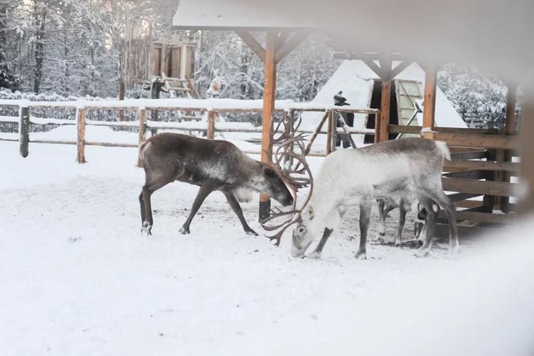 Тайны северной тундры