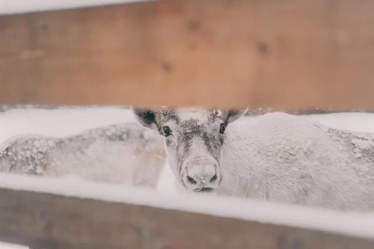 Тайны северной тундры