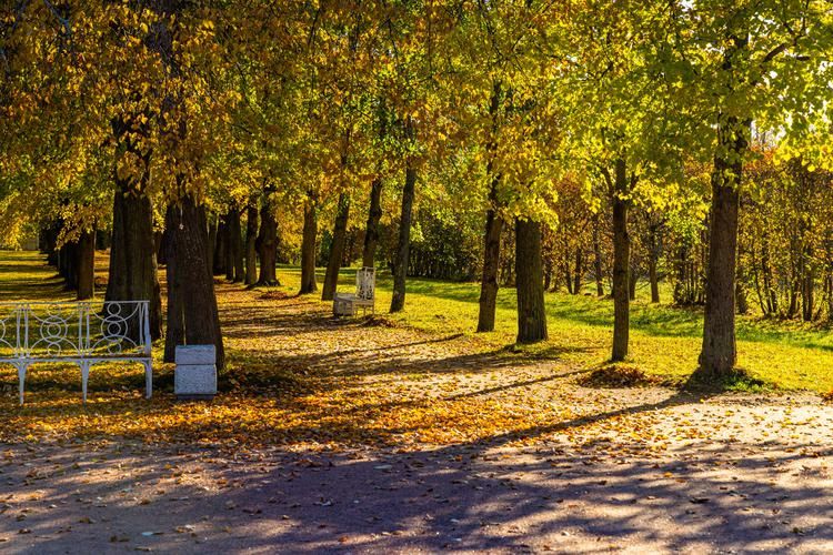 И красота, и слава Петербурга!