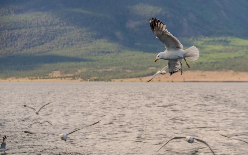 Байкальские волны! Лето 2025!