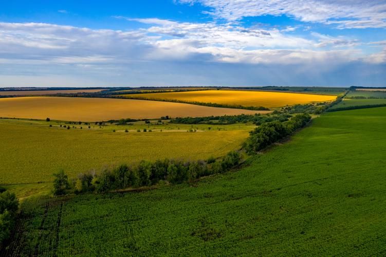 Золотые горизонты донских просторов