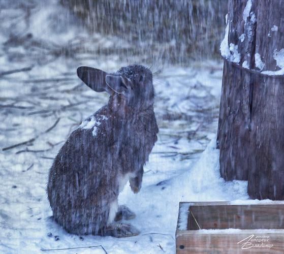 Новогоднее настроение в Угличе
