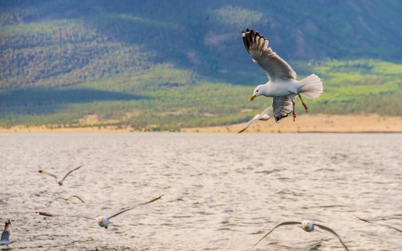 Море вкуса: гастропутешествие по Владивостоку